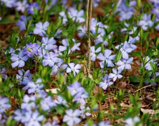 Vinca is excellent for ground cover.