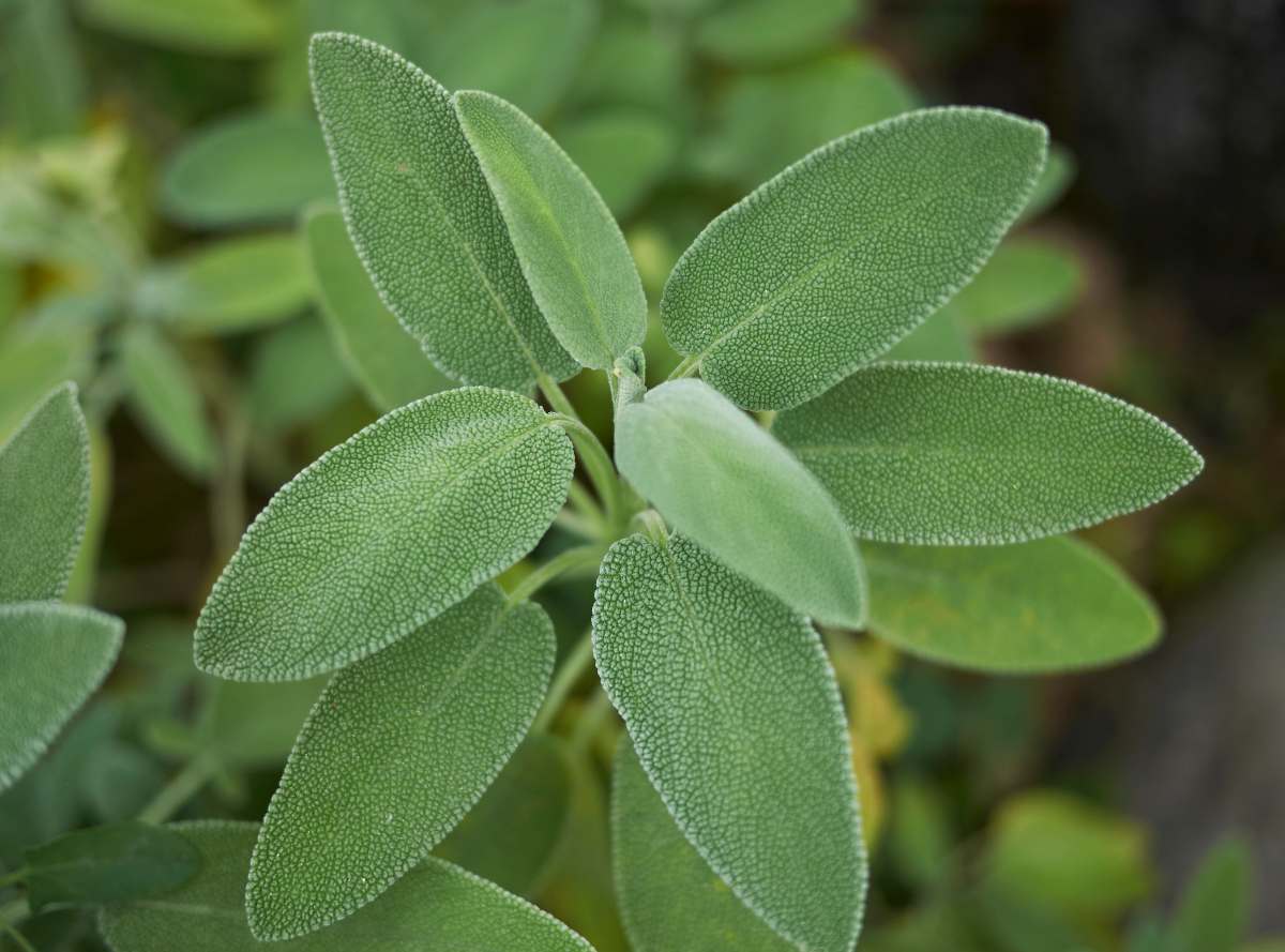 Medicinal sage - Salvia officinalis