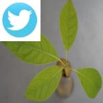 Picture related to Avocado overlaid with the Twitter logo.