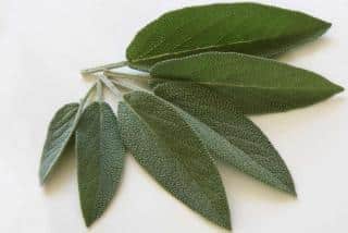 benefits of sage cooking