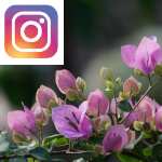Picture related to Bougainvillea overlaid with the Instagram logo.