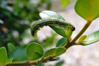 Caterpillar of a moth, eating boxwood leaves