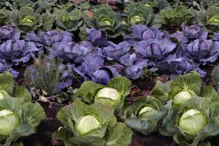 Cabbage harvest