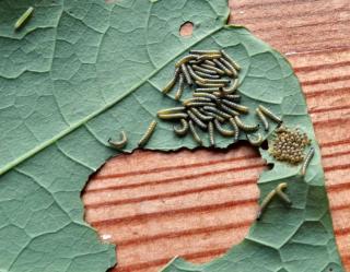 Eggs and young caterpillars of the cabbage moth on a nasturtium leaf