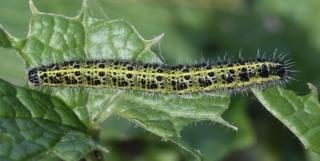 Large white, its caterpillar, eating a leaf