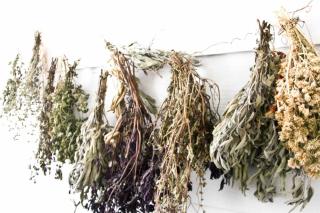 Sage drying with other herbs