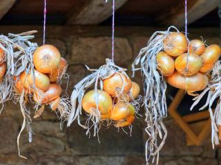 drying onion