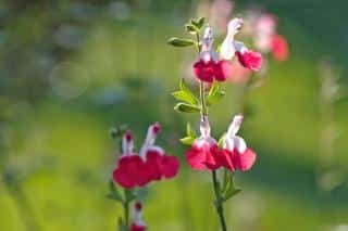 Graham's sage flowers, or Salvia grahamii