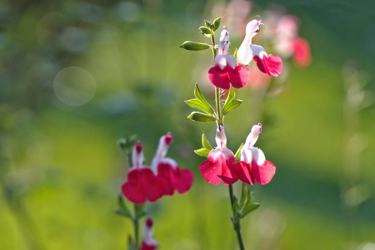 Graham's sage flowers, or Salvia grahamii