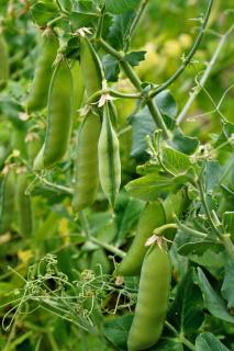 Advantages of growing legume plants