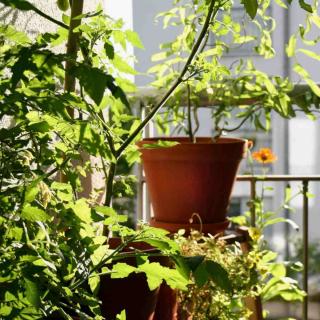 Tomato plants with lush leaves growing in a pot on a balcony