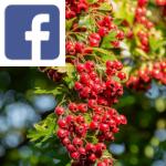 Picture related to Hawthorn overlaid with the Facebook logo.