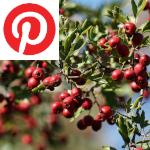 Picture related to Hawthorn overlaid with the Pinterest logo.