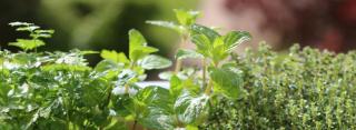Spices and herbs, the best ones for growing