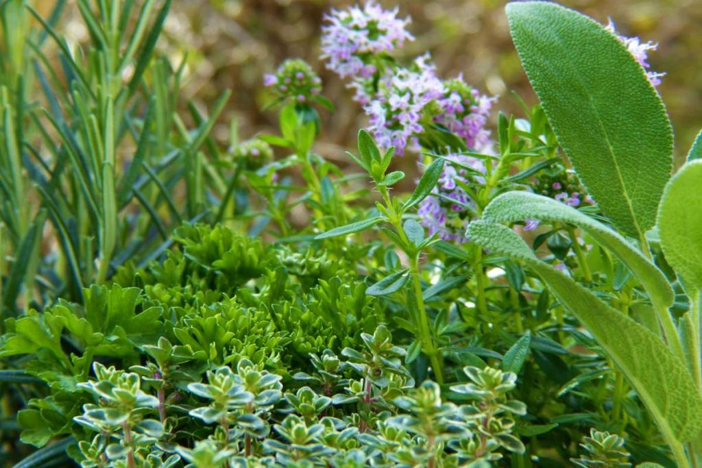 Herbs and spices growing in a garden