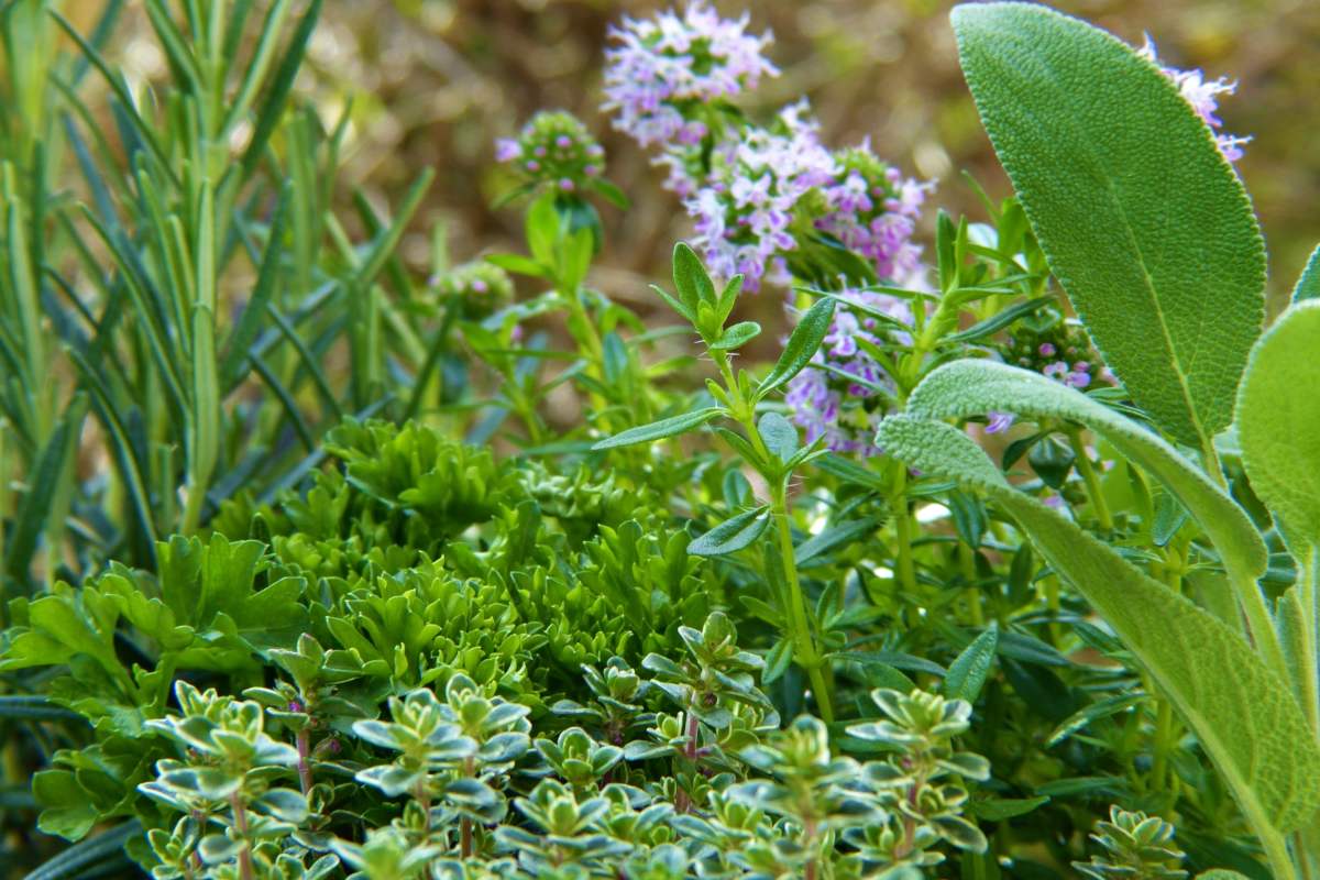 Herbs and spices growing in a garden