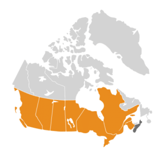 Map showing occurences of Russian Olive Elaeagnus angustifolia in Canada.