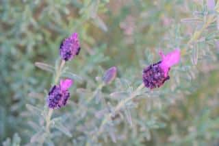 One of the lavender flower varieties