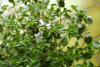 Harvesting and keeping lemon thyme, like this one growing indoors in a pot