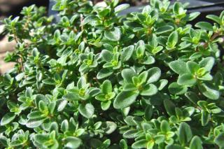 Caring for lemon thyme