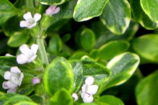 Lemon thyme flower close-up