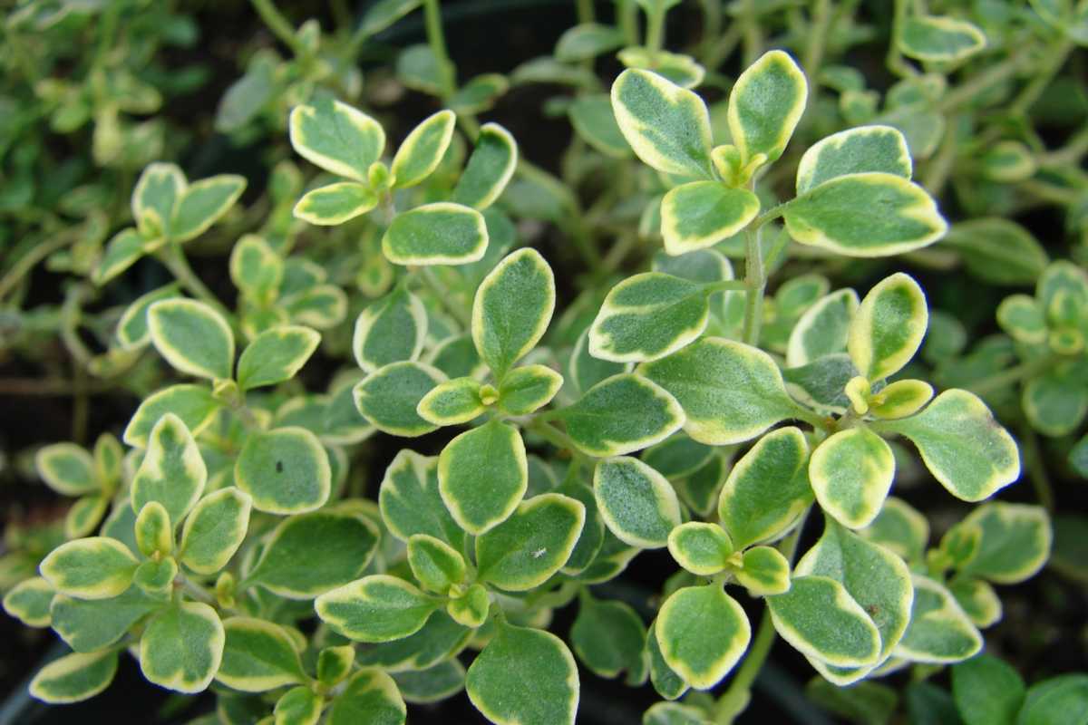 Lemon thyme in a pot, with variegation