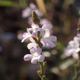 Flower of medicinal verbena