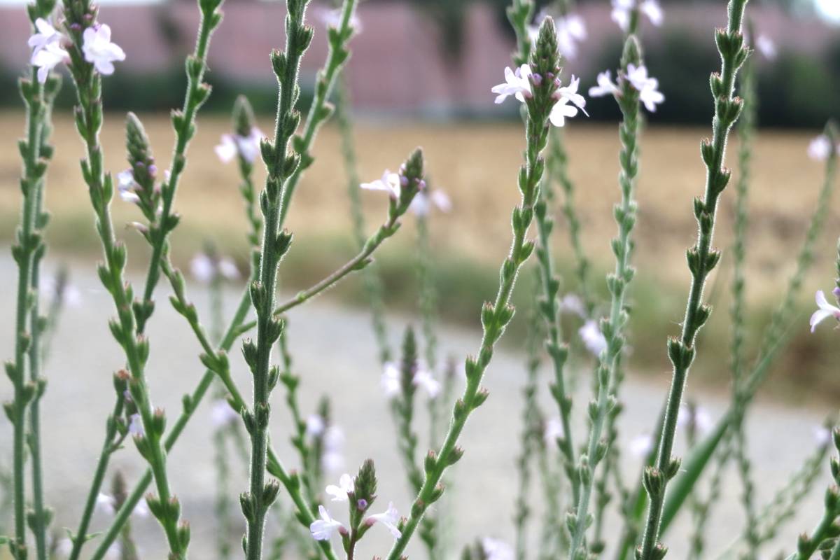 Verbena officinalis