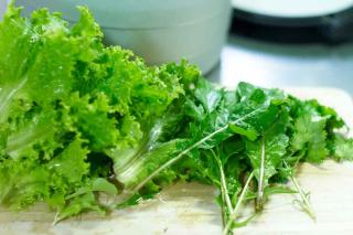 Three greens: lettuce, mizuna cabbage and coriander