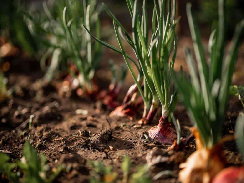 onion