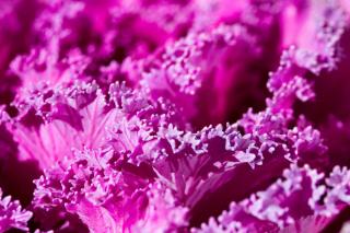 Deep purple ornamental cabbage