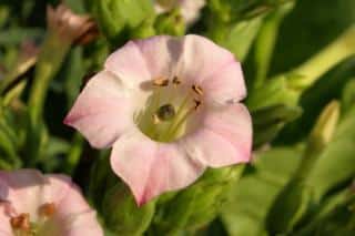 Ornamental tobacco flowering in a garden