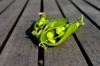 Fertilizer is one use for legume plants