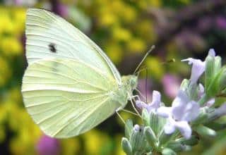 Male Cabbage White butterfly on lavender flower