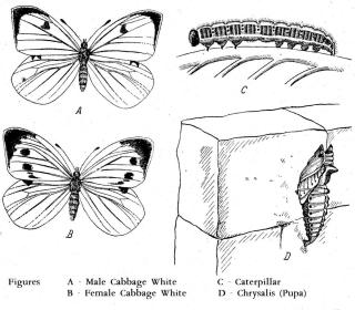 Different stages of Cabbage butterfly: caterpillar, chrsyalis pupa and adults.