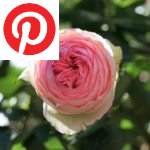 Picture related to Pierre de Ronsard roses overlaid with the Pinterest logo.