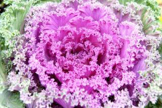 Pink-centered and pale green outer leaves on ornamental cabbage