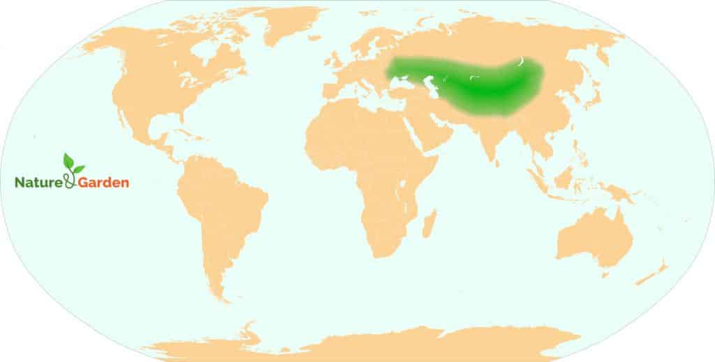 Map of the world showing the native range of Russian olive, Elaeagnus angustifolia, over central Asia and Western Europe
