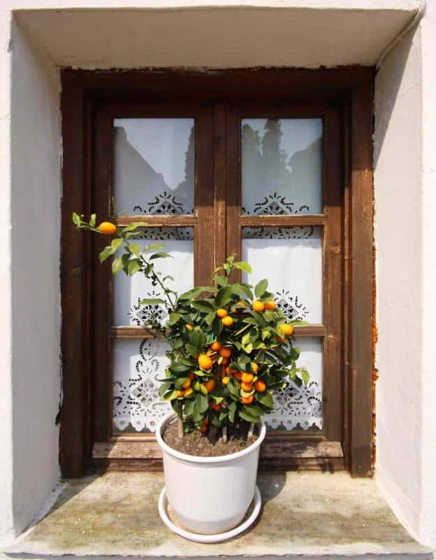 In a pot near a window