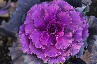 Deep purple color of decorative cabbage leaves