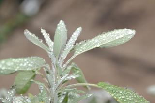 Sage benefits and how to grow it