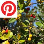 Picture related to Strawberry tree overlaid with the Pinterest logo.