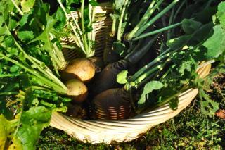 Swede harvesting