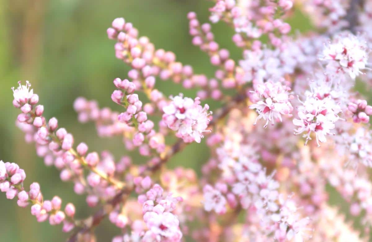 Tamarisk, invasive and native ranges