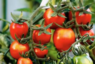 Well-fertilized tomato are well-cared for
