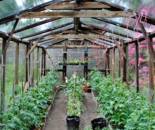 Wooden greenhouse is excellent to care for tomato plants