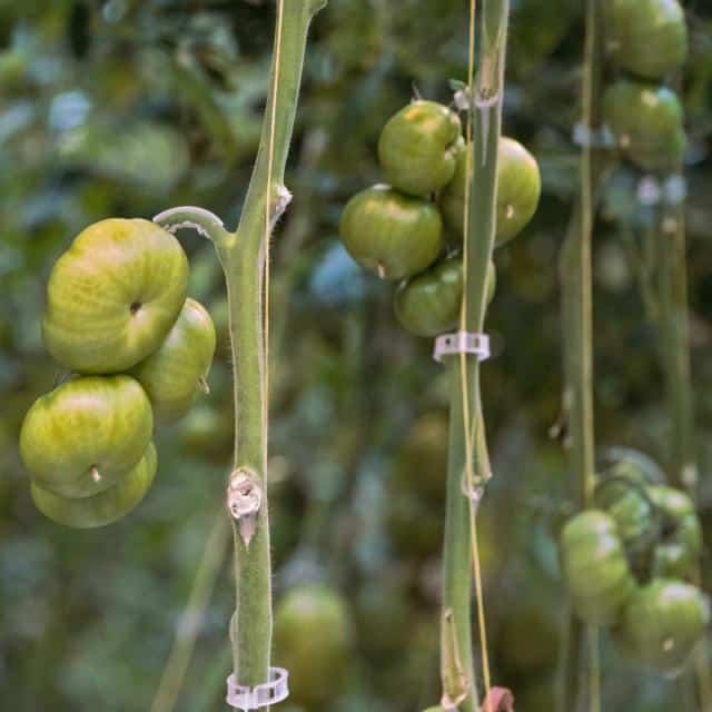 Vines with leaves pruned off, leaving tomato to ripen