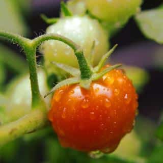 Tomato with drops on it