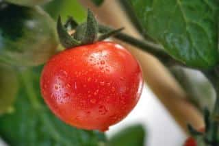 Tomato plant with no disease
