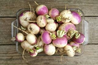 Turnip harvest